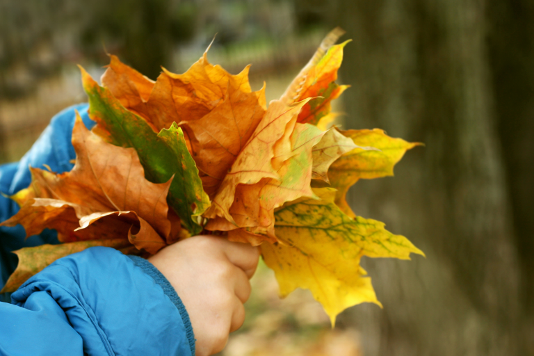 Childs hands hold autumnal leafs